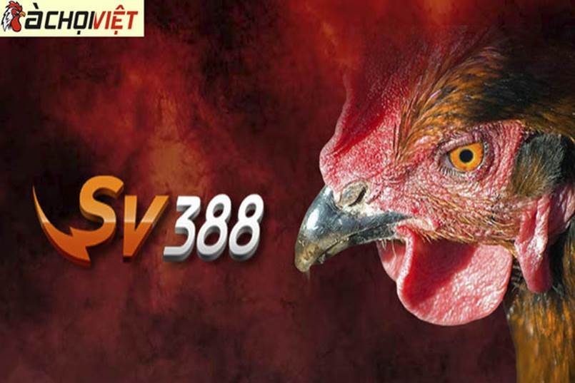 Sv388 đá gà trực tiếp uy tín, minh bạch